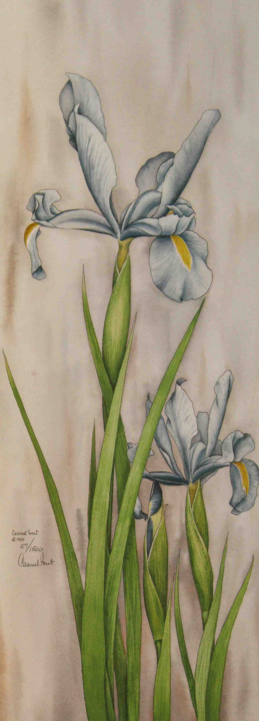 Carmel Foret Print My Blue Irises II – Signed Floral Art Print