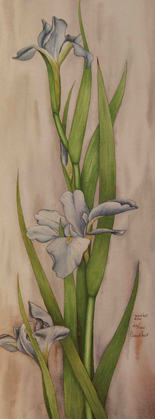 Carmel Foret floral print My Blue Irises III – signed Carmel Foret art print featuring vibrant blue iris flowers.