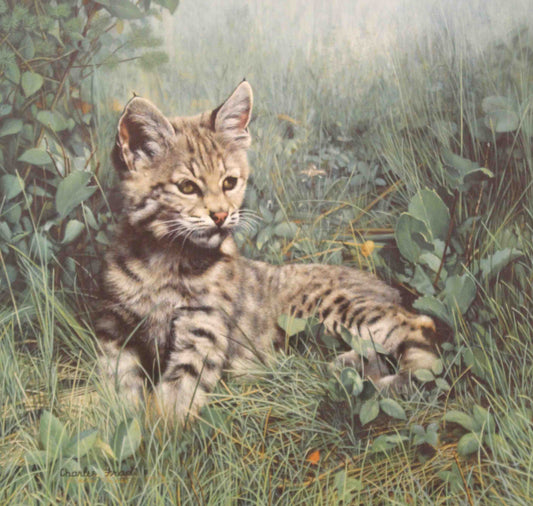 Nature's Dawn by Charles Fracé – young bobcat cub exploring a sunlit forest