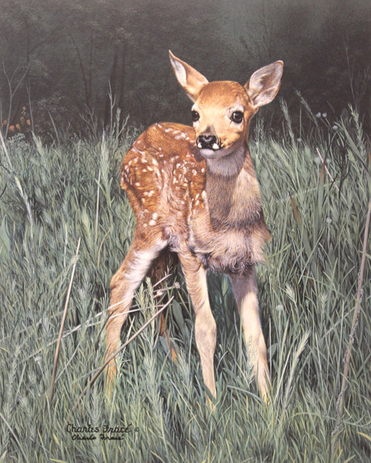 Whitetail deer fawn nestled in grass in New Arrival by Charles Fracé
