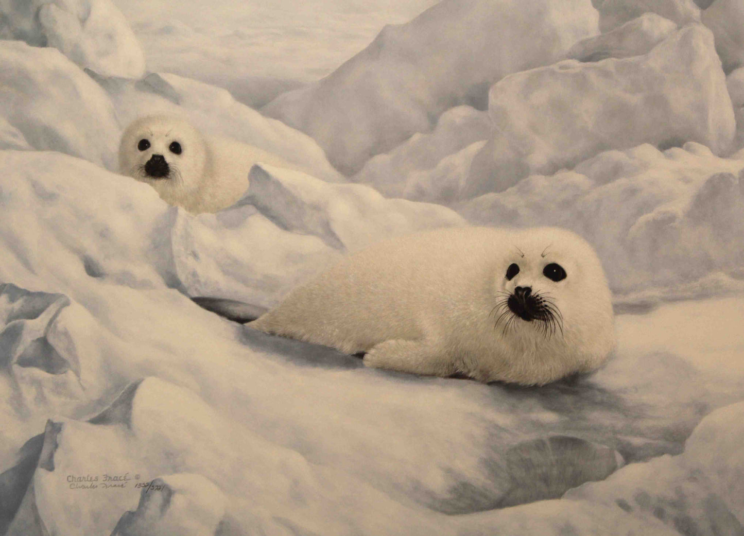 Limited edition wildlife print “Peace on Ice” by Charles Fracé featuring harp seals resting peacefully on snowy ice.