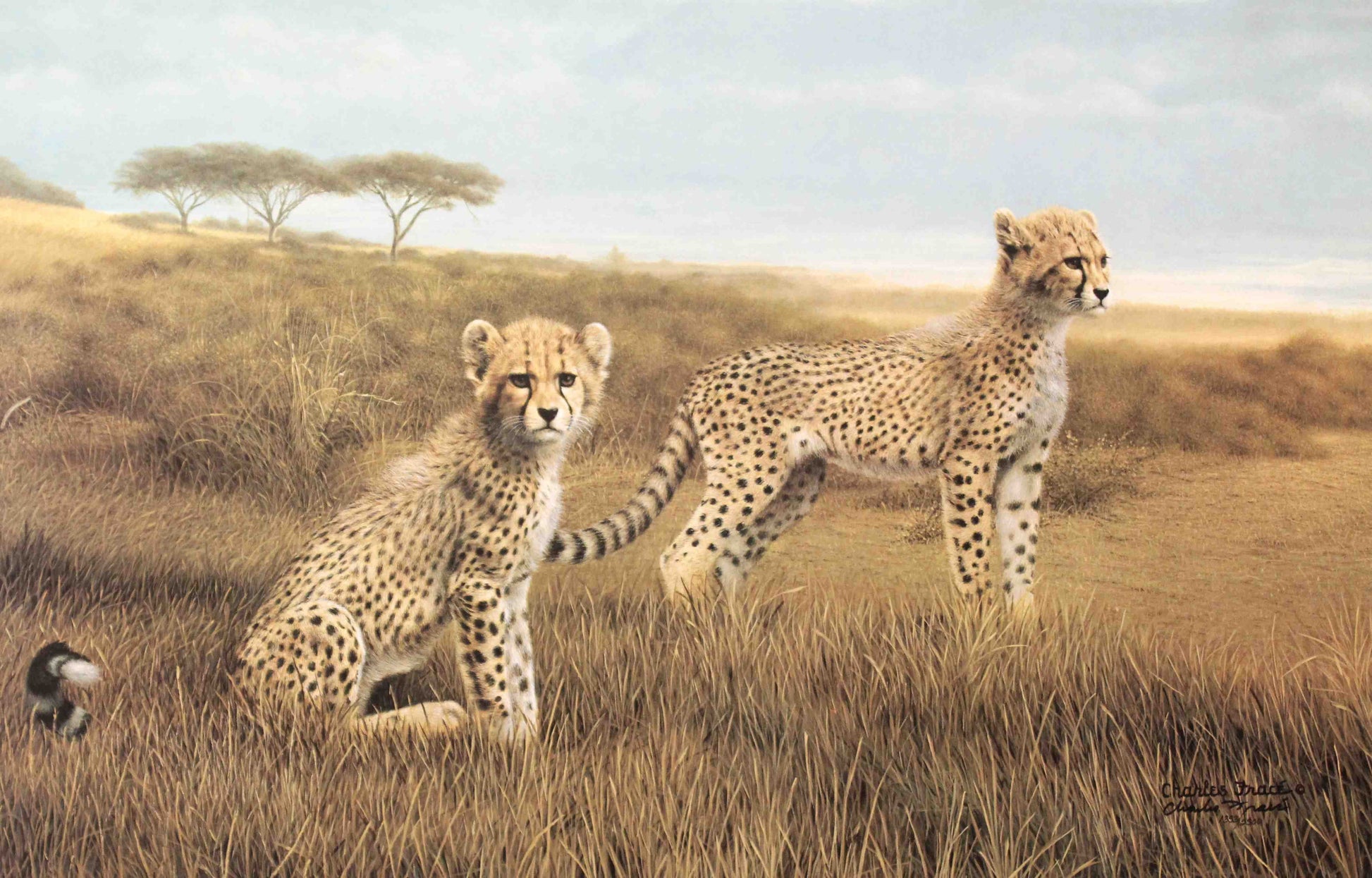 Recess cheetah art print by Charles Fracé – signed and numbered limited edition wildlife artwork.
