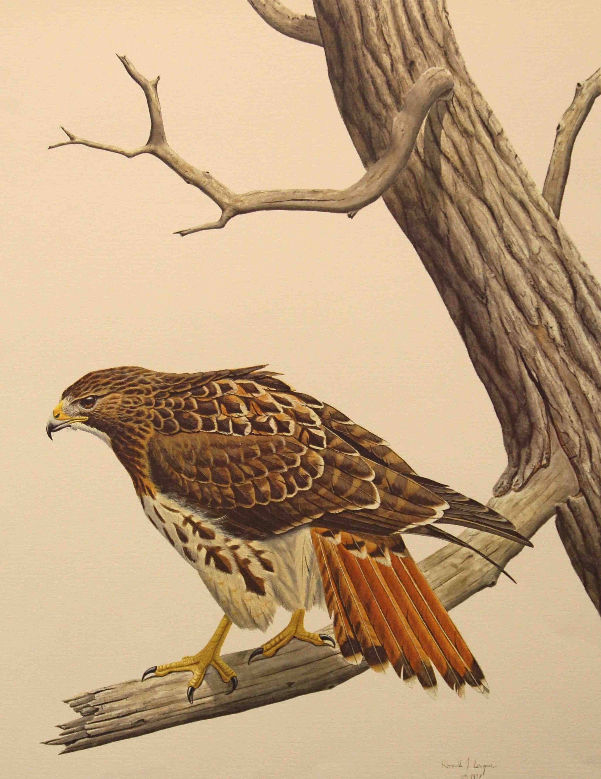 Red Tailed Hawk perched on a branch with watchful gaze in Red Tailed Hawk by Loque