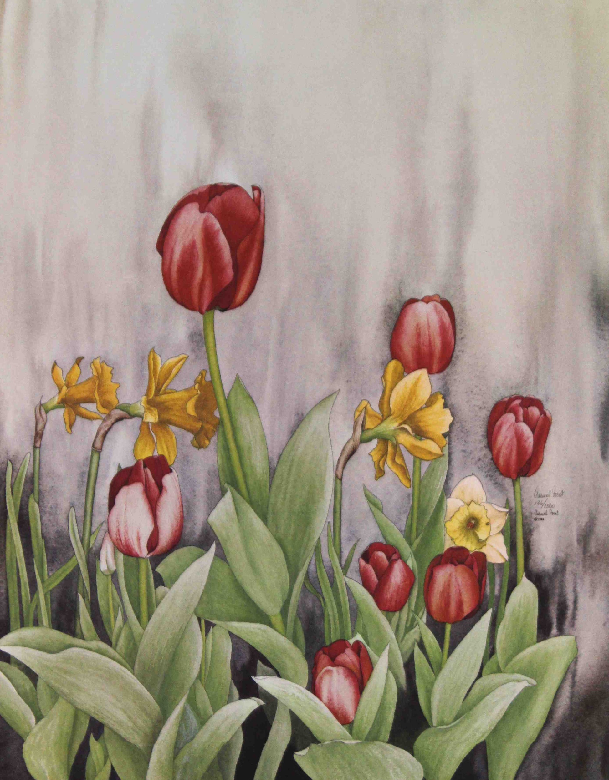 Carmel Foret floral print Red Tulips and Daffodils – signed Carmel Foret art print featuring vibrant red tulips and golden daffodils.