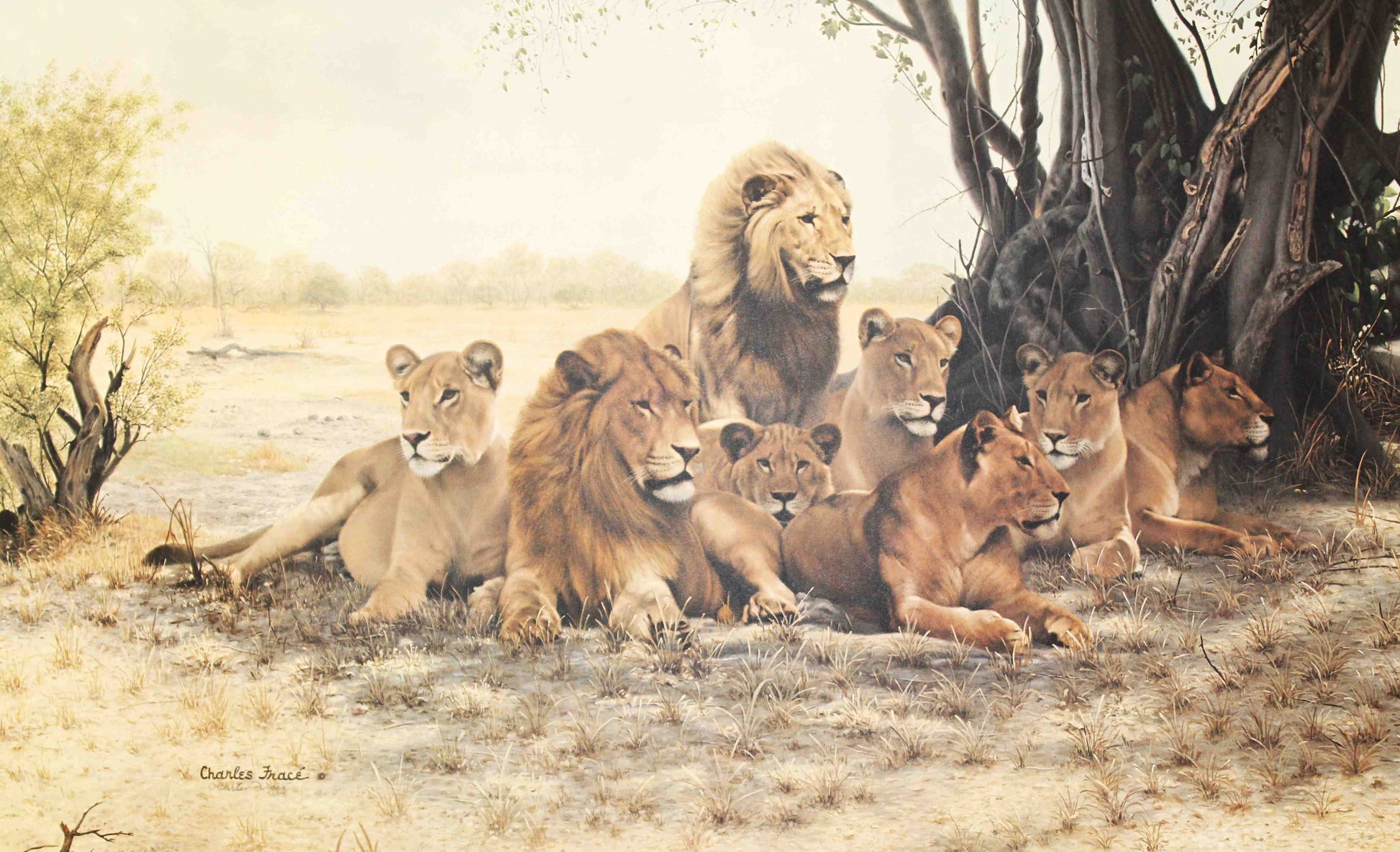 Royal Pride lion art print by Charles Fracé – signed and numbered limited edition wildlife artwork.