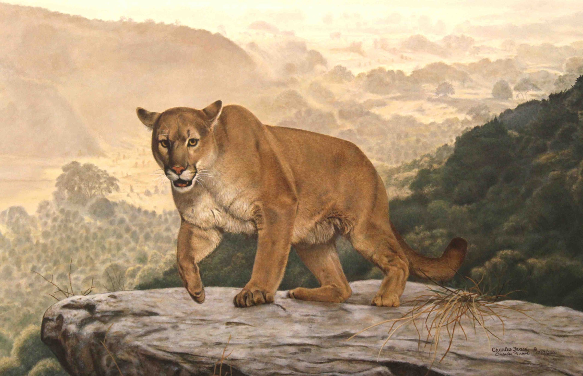 Limited edition wildlife print “Shasta” by Charles Fracé depicting a majestic cougar resting on a rocky ledge.