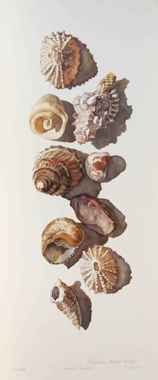 E. Hawn Shell Medley art print – coastal seashell fine art for home décor