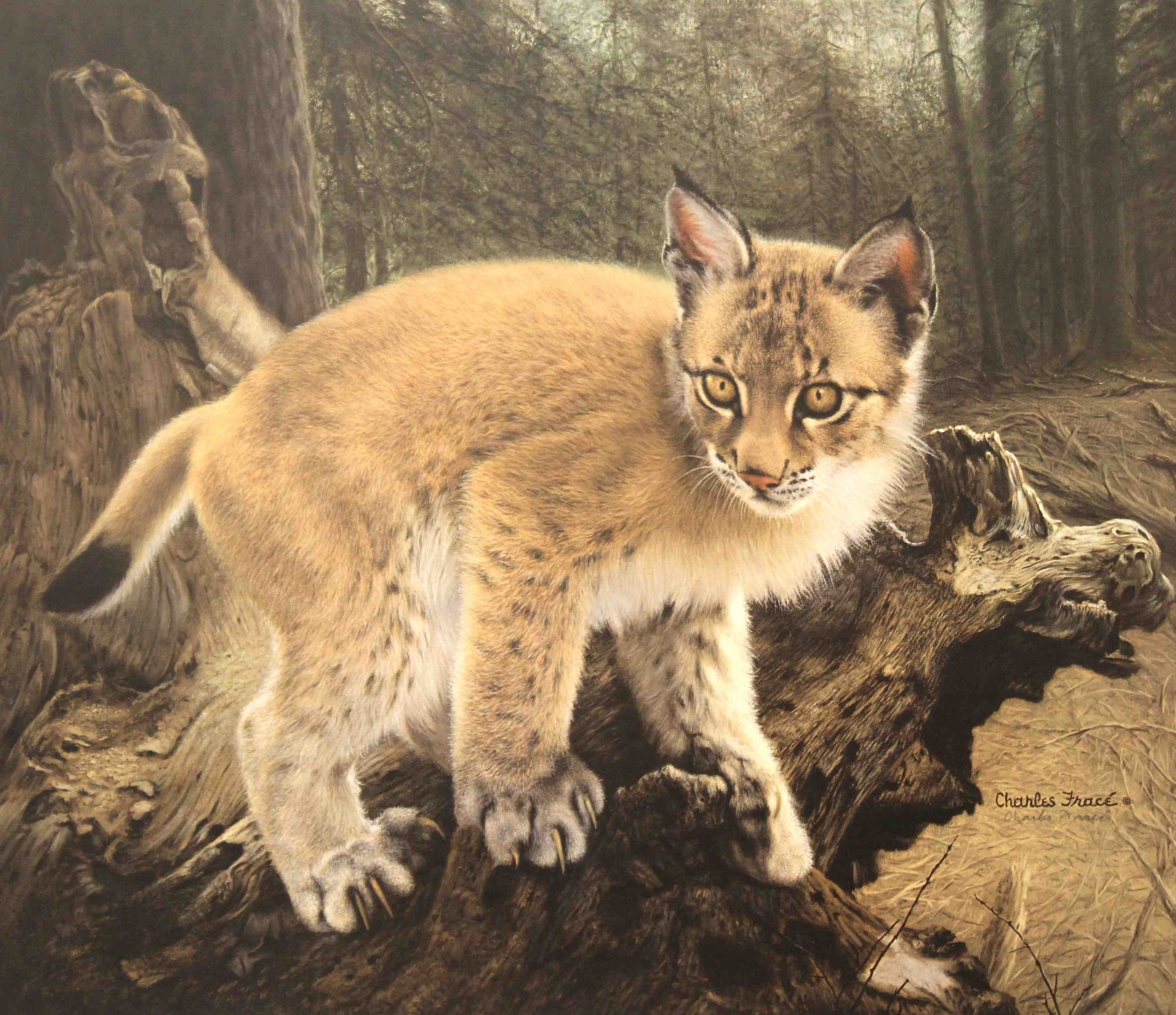 Charles Fracé’s print Siberian Lynx Cub showing a young lynx sitting in a snowy forest, with detailed fur, tufted ears, and expressive, curious eyes.