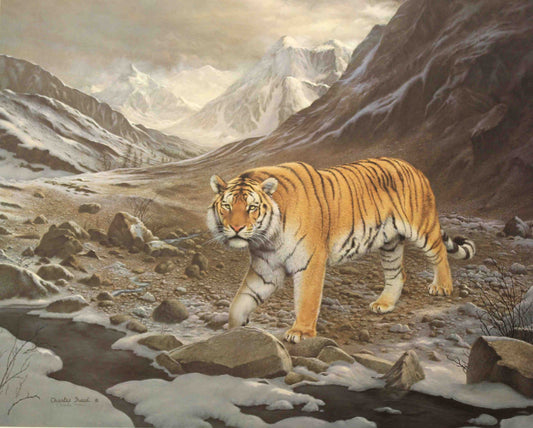 “Siberian Tiger wildlife art print by Charles Fracé – limited edition signed and numbered print of Siberian tiger portrait.