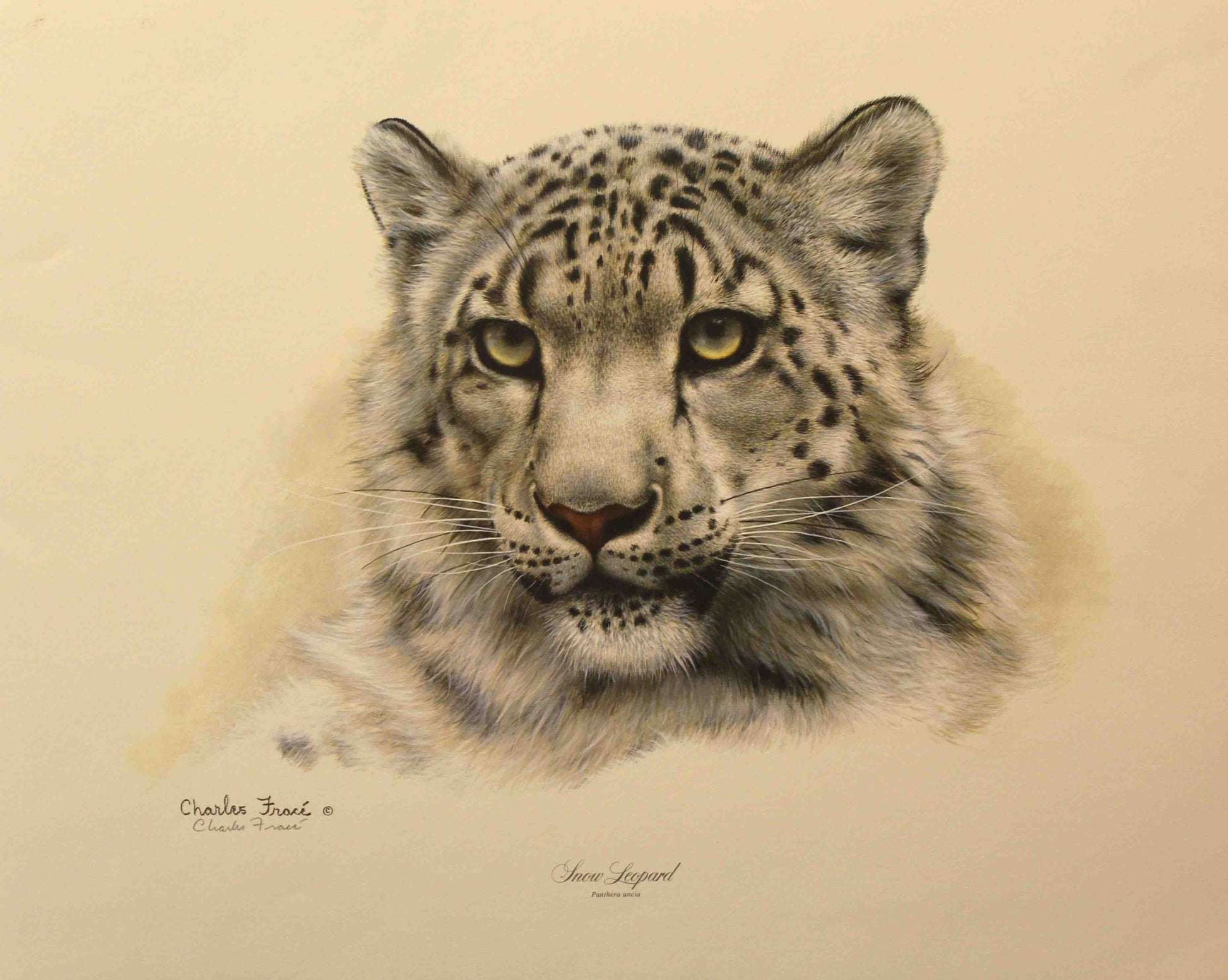 Charles Frace print of the head of a sbnow leopard.