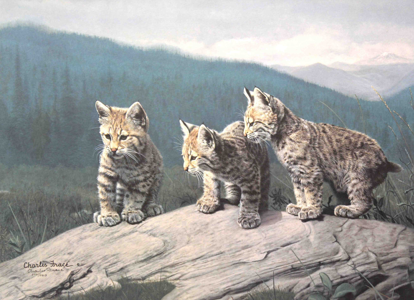 Charles Frace print of 3 young bobcat cubs.
