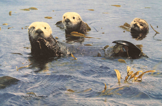 Limited edition print "Treasures of the Sea" by Charles Fracé featuring two sea otters floating together on the water.