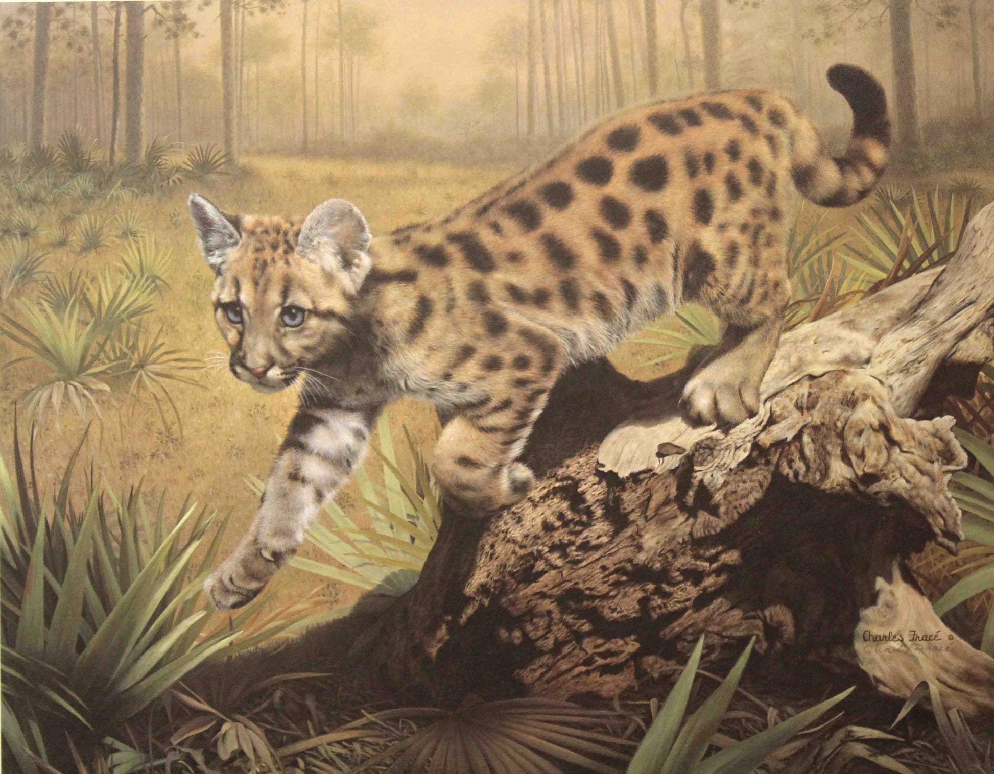 Charles Fracé’s print Uno depicting a Florida panther standing alert in dense foliage, with detailed features and a focused, intense gaze.