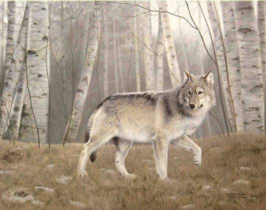 Limited edition print "Watchful" by Charles Fracé featuring a vigilant gray wolf in a natural setting.

