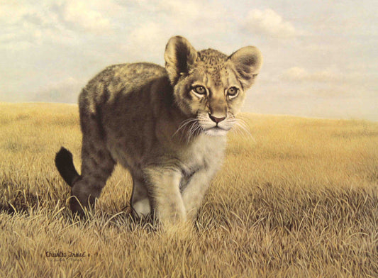 Young lion cub cautiously exploring its surroundings in Charles Fracé’s limited edition wildlife print "Young Explorer"
